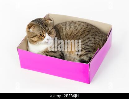 Magnifique chat pliant dans une boîte de couleur magenta Banque D'Images