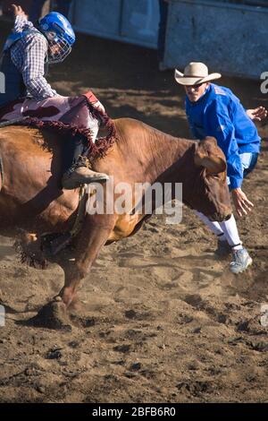 Modèle libéré cow-boy hawaïen, ou paniolo, équitation bull (propriété libérée) comme clown rodéo (modèle libéré) se tient à rodéo à Hawaï Banque D'Images