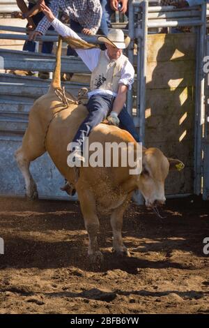 Modèle libéré cow-boy hawaïen, ou paniolo, équitation bull (propriété libérée) au rodéo à Hawaï Banque D'Images