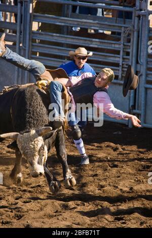 Modèle libéré cow-boy hawaïen, ou paniolo, équitation bull (propriété libérée) comme clown rodéo (modèle libéré) se tient à rodéo à Hawaï Banque D'Images