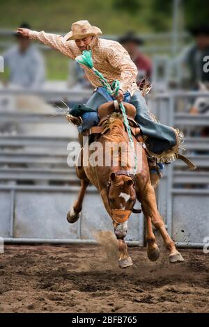 Modèle libéré cow-boy hawaïen, ou paniolo, équitation un bronco buckking (propriété libérée) au rodéo à Hawaï Banque D'Images