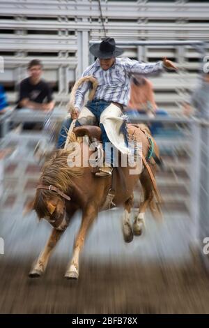 Modèle libéré cow-boy hawaïen, ou paniolo, équitation un bronco buckking (propriété libérée) au rodéo à Hawaï Banque D'Images