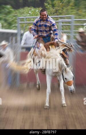 Modèle libéré cow-boy hawaïen, ou paniolo, équitation un bronco buckking (propriété libérée) au rodéo à Hawaï Banque D'Images