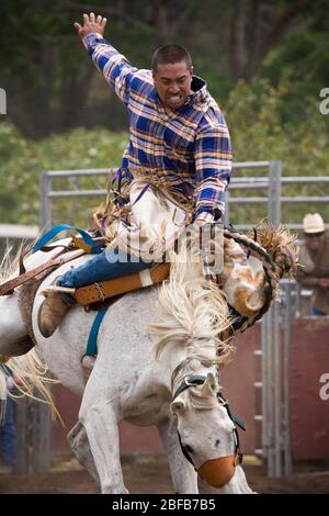 Modèle libéré cow-boy hawaïen, ou paniolo, équitation un bronco buckking (propriété libérée) au rodéo à Hawaï Banque D'Images