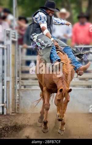 Modèle libéré cow-boy hawaïen, ou paniolo, équitation un bronco buckking (propriété libérée) au rodéo à Hawaï Banque D'Images