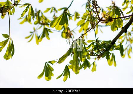 Châtaignier (Aesculus hippocastanum). Feuilles vertes vives et fraîches des branches d'arbres contre la lumière du soleil Banque D'Images