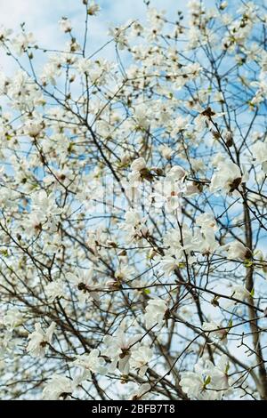 Magnolia fleurit à New York pendant la crise de la VID19. Banque D'Images