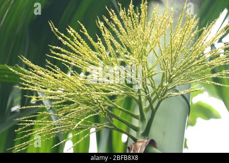 Fleur de bétel ou fleur de noix de Ca dans la nature, attrayant à regarder. Arbre naturel des villages du Bangladesh. Banque D'Images