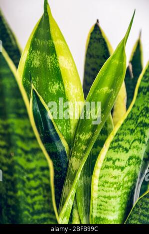 Gros plan sur les feuilles magnifiquement répétées d'une plante de serpent (sansevieria trifasciata var.. Laurentides) dans un semoir en béton. Belle maison de Banque D'Images