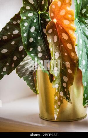 Gros plan sur les feuilles à motifs de polka-point de la polka-dot mensonia (begonia maculata var.. Wightii) maison sur un seuil de fenêtre en pot doré. Un hôtel branché Banque D'Images