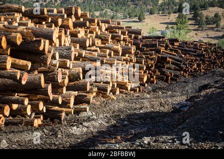 Les grumes sont empilées à l'usine de bois d'oeuvre en attente de traitement à John Day, Oregon, États-Unis Banque D'Images