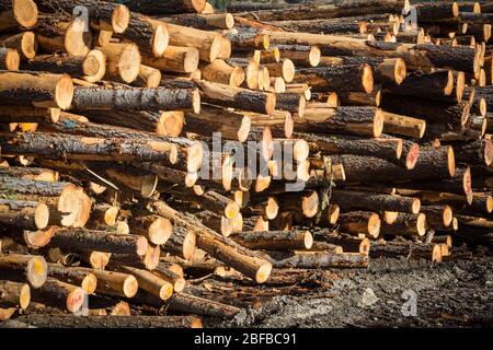 Les grumes sont empilées à l'usine de bois d'oeuvre en attente de traitement à John Day, Oregon, États-Unis Banque D'Images