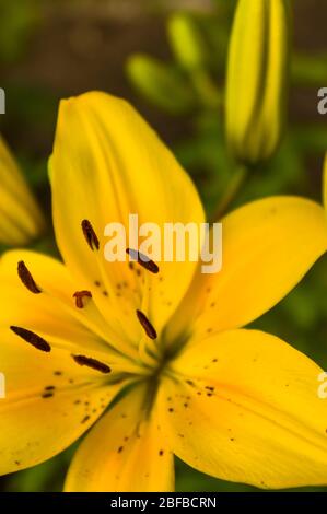 fleurs jaunes hibiscus ouvertes gros plan fermé vue sélective mise au point Banque D'Images