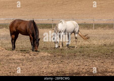 Cheval. Deux belles mares sur le pâturage dans la campagne américaine, Banque D'Images