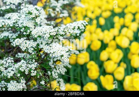 Bague en fleurs de Spirea blanc dans le jardin de printemps. Banque D'Images