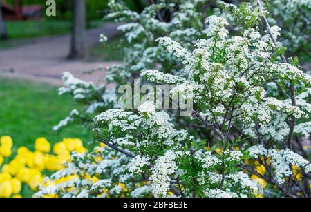 Bague en fleurs de Spirea blanc dans le jardin de printemps. Banque D'Images