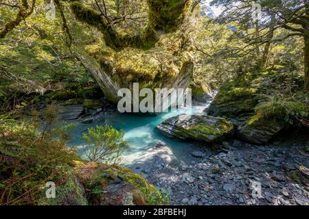 Rob Roy Stream, eau turquoise qui coule entre les rochers à travers la forêt naturelle, Parc national du Mont Aspiring, Otago, Île du Sud, Nouvelle-Zélande Banque D'Images