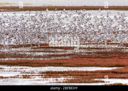 Dunlin (Calidris alpina), troupeau d'oiseaux vole vers le haut, BeltringHarder Koog, péninsule du Nordstrand, Schleswig-Holstein, Allemagne Banque D'Images