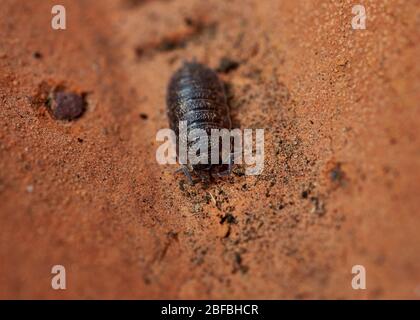 Vue rapprochée d'une maison à bois (Trachelipus rathkii) rampant sur une brique rouge sombre. Banque D'Images