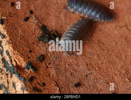 Vue rapprochée du bois (Trachelipus rathkii) rampant sur une brique rouge crassine. Banque D'Images