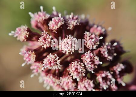 Fleurs du butterbur commun (Petasites hybridus). Banque D'Images