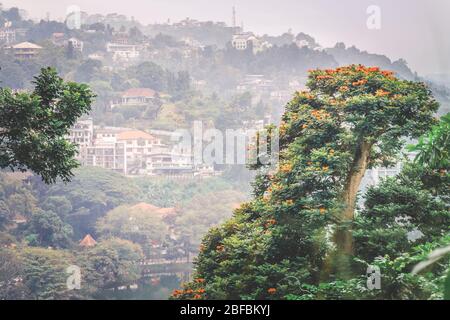 Paysage asiatique calme, arbre tulip africain à Kandy, Sri Lanka Banque D'Images