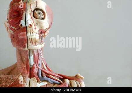 Modèle anatomique montrant les muscles et les veines de la tête et du cou. Les modèles anatomiques sont couramment utilisés dans l'enseignement des médecins car ils sont muc Banque D'Images