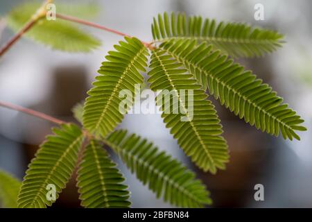 Gros plan sur les feuilles de plantes sensibles. Plante timide qui flétrise lorsqu'elle est touchée ou secouée. Arbres tropicaux. Mimosa perdica. Banque D'Images