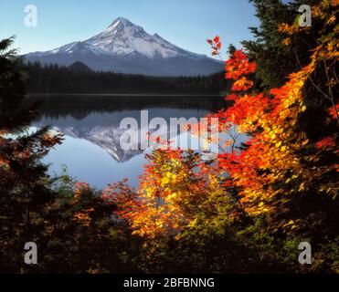 Le soleil de l'automne matinal baigne les arbres en érable à feuilles de vigne qui encadrent le plus haut sommet de l'Oregon, le Mt Hood se reflétant dans le lac Lost. Banque D'Images