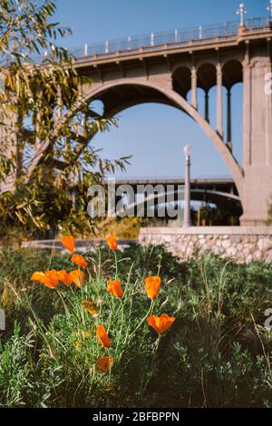 Vue sur le pont de la rue Colorado avec des fleurs colorées au premier plan - Sunny Day - Pasadena - Historique Banque D'Images