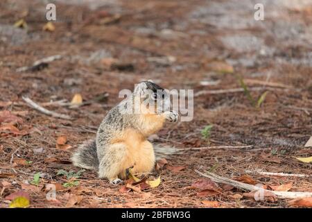 L'écureuil brun Sciurus niger mange des noix sur le sol sous un arbre à Naples, en Floride Banque D'Images