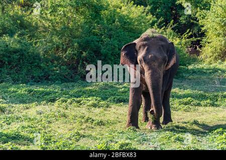 Kandula, Sri Lanka: Un éléphant d'aiian juvénile qui marche dans une réserve naturelle Banque D'Images