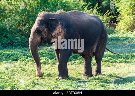 Kandula, Sri Lanka: Un éléphant d'aiian juvénile qui marche dans une réserve naturelle Banque D'Images