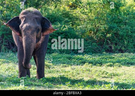 Kandula, Sri Lanka: Un éléphant d'aiian juvénile qui marche dans une réserve naturelle Banque D'Images