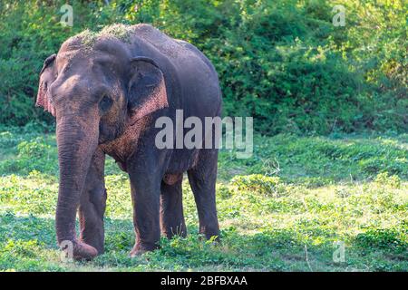 Kandula, Sri Lanka: Un éléphant d'aiian juvénile qui marche dans une réserve naturelle Banque D'Images