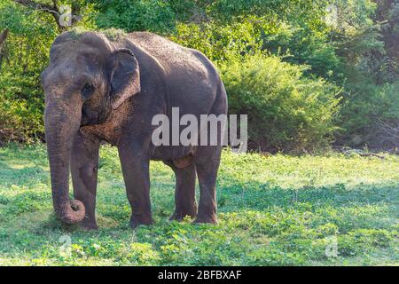 Kandula, Sri Lanka: Un éléphant d'aiian juvénile qui marche dans une réserve naturelle Banque D'Images