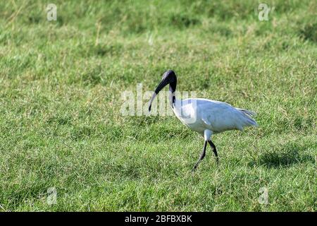 Kandula, Sri Lanka : ibis à tête noire, situé dans une réserve naturelle Banque D'Images