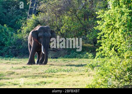 Kandula, Sri Lanka: Un éléphant d'aiian juvénile qui marche dans une réserve naturelle Banque D'Images