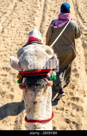 Un guide mène à un chameau lors d'une balade touristique au complexe Giza Pyramid, Giza, Egypte. Banque D'Images