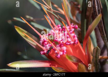 Abeille indigène australienne sans piqûre sur fleur de miel Banque D'Images