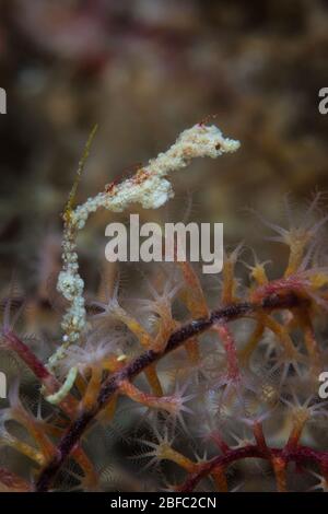 Un petit dragon de Pygmy, bien camouflé, Kyonemichthys rumengani, s'accroche à un gorgonien aux Philippines. Cette zone est dans le Triangle de corail. Banque D'Images