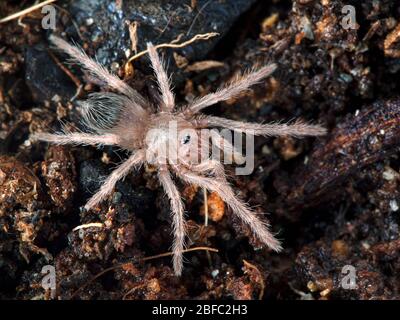 Tarantul (Lasiodora parahybana), très petit saumon brésilien, rose, à manger des oiseaux. De dessus. Cette espèce du nord-est du Brésil est la troisième Banque D'Images