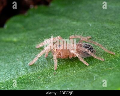 Très petit tarantul (Lasiodora parahybana), saumon brésilien rose, à oiseaux, vue latérale. Cette espèce du nord-est du Brésil est Banque D'Images