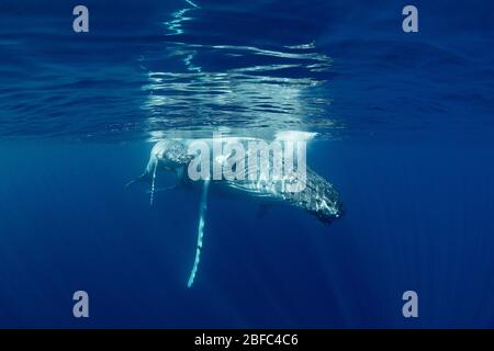 Mère de baleine à bosse et petit veau, Megaptera novaeangliae, reposant juste sous la surface, près de l'île Nomuka, groupe Ha'apai, Royaume des Tonga Banque D'Images