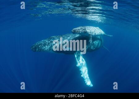 Mère de baleine à bosse avec petit veau pâle, Megaptera novaeangliae, près de l'île Nomuka, groupe Ha'apai, Royaume des Tonga, Pacifique Sud Banque D'Images