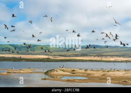 Troupeau d'oiseaux sur la plage. Pélicans et mouettes qui survolent la rivière. Belles collines vertes, dunes de sable, ciel nuageux sur fond. Guadalupe-N. Banque D'Images