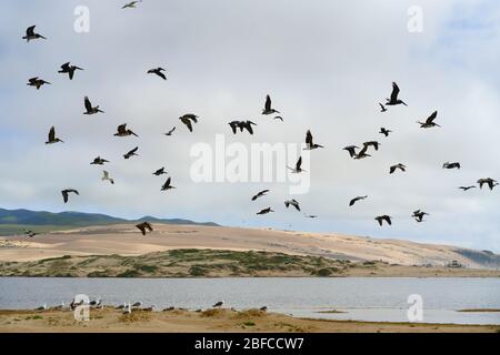 Troupeau de pélicans volant sur la rivière. Dunes de sable, collines vertes et ciel nuageux sur fond Banque D'Images