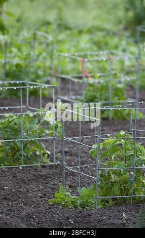 Plantes de tomates dans le jardin de légumes après la pluie cages en métal soutenant les jeunes plantes Sproutage dans le jardin durable de maison organique saine de cour arrière-cour sol Banque D'Images