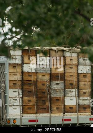 des boîtes de ruche aux abeilles au miel se sont enroulées à l'arrière des boîtes carrées de camions de différentes couleurs empilées à l'arrière du camion Banque D'Images