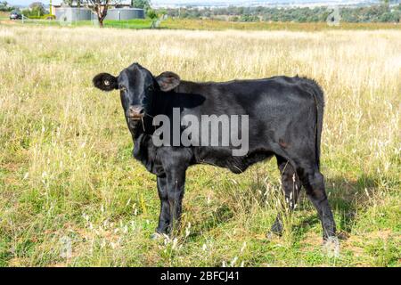 un taureau Angus de 9 mois dans les pâturages. Banque D'Images